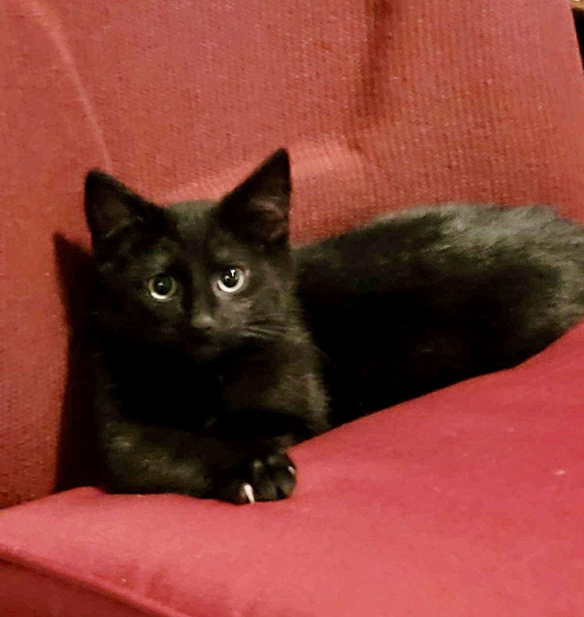 Enlarge Alex (Foster Cat), a Adopted Domestic Short Hair in Gettysburg, PA image 1/1