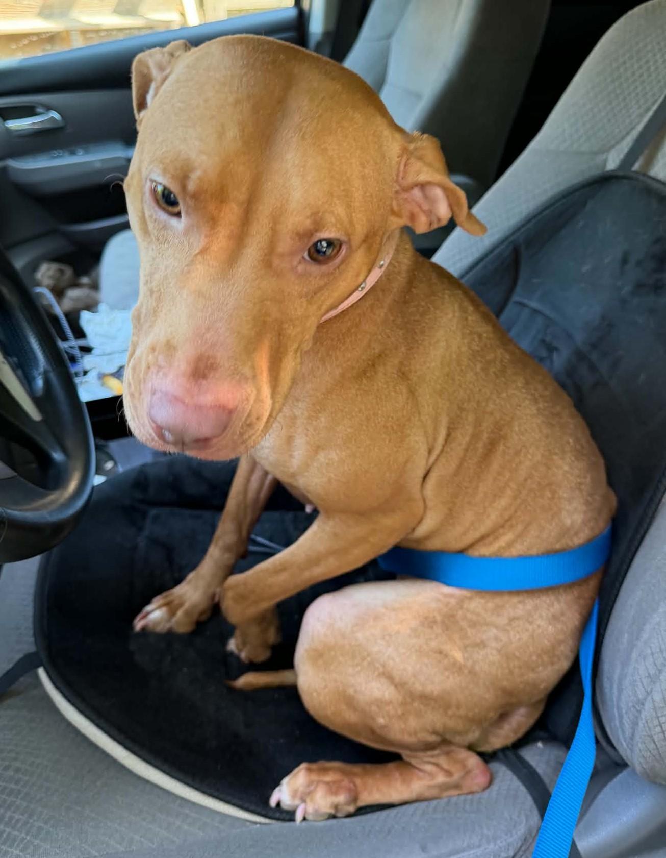 Little Red, ADOPTABLE, Young Female Vizsla.