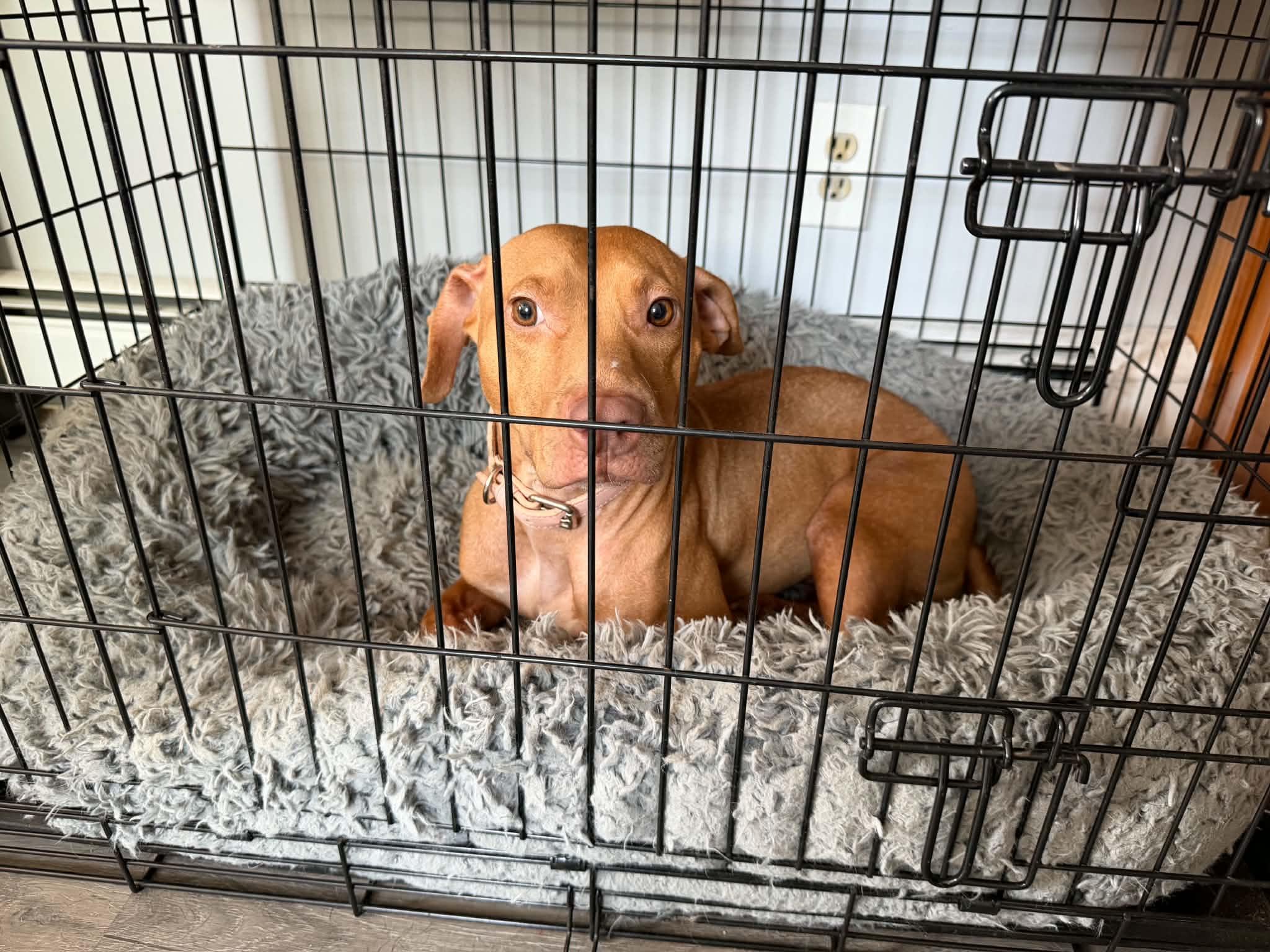 Enlarge Little Red, a ADOPTABLE mixed breed in Jamaica Plain, MA image 2/3