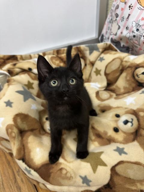 Elle, Adoptable, Kitten Female Domestic Short Hair.