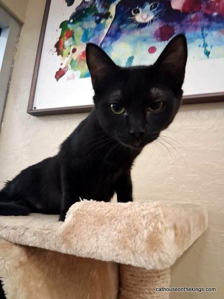 Enlarge Elle, a Adoptable Domestic Short Hair in Parlier, CA image 2/2