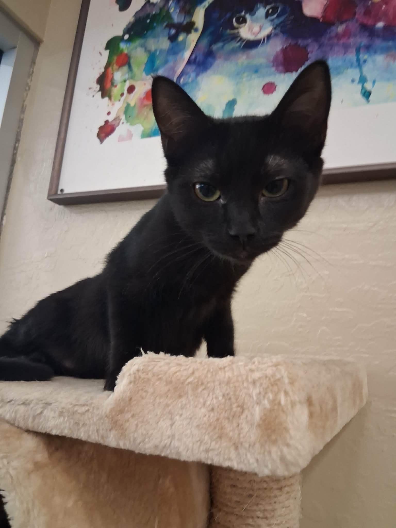 Enlarge Elle, a Adoptable Domestic Short Hair in Parlier, CA image 2/2