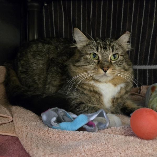 Dawn, a Adoptable mixed breed in Oakland, CA image 2/2