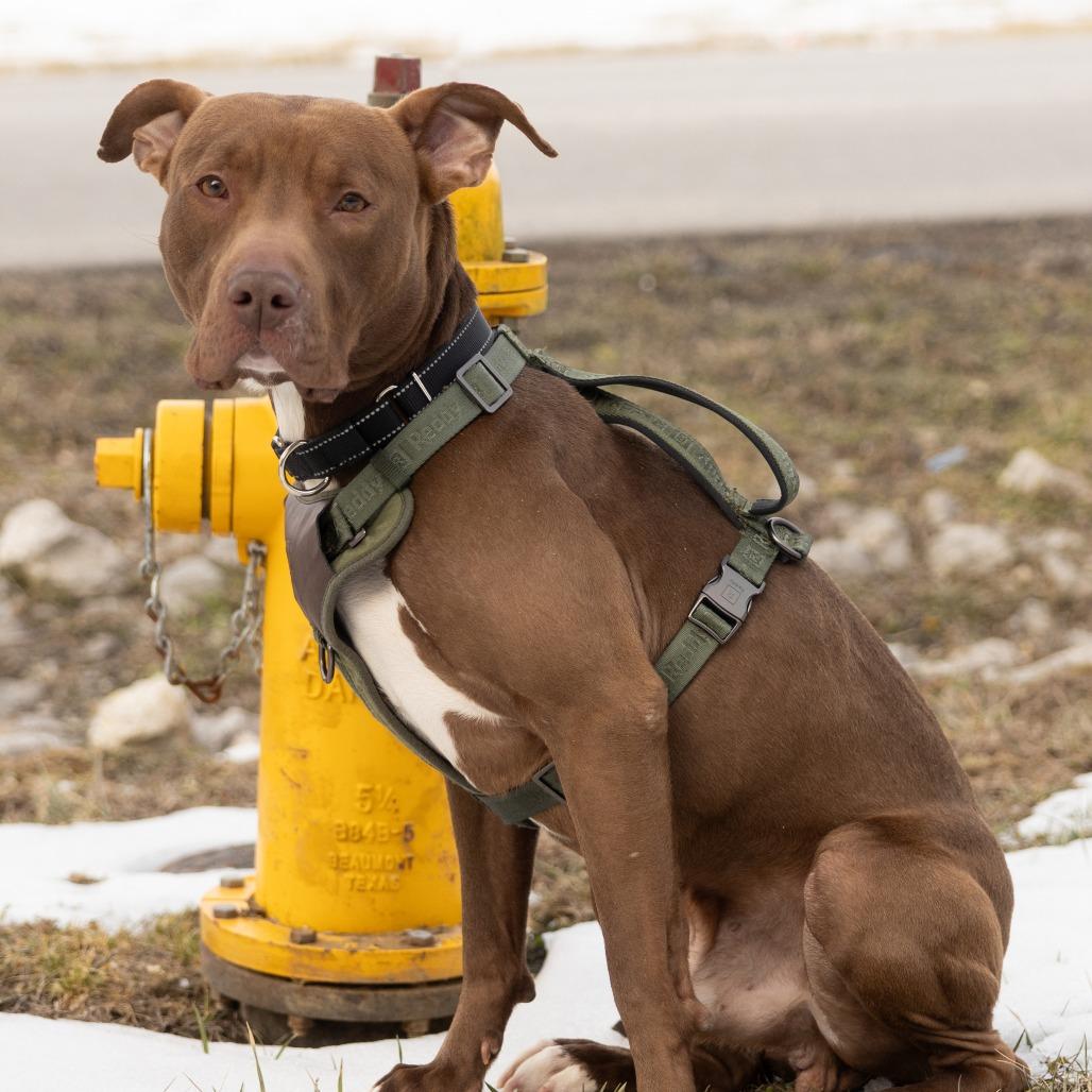 Enlarge Doc, an adoptable Mixed Breed in Cape Girardeau, MO image 2/2