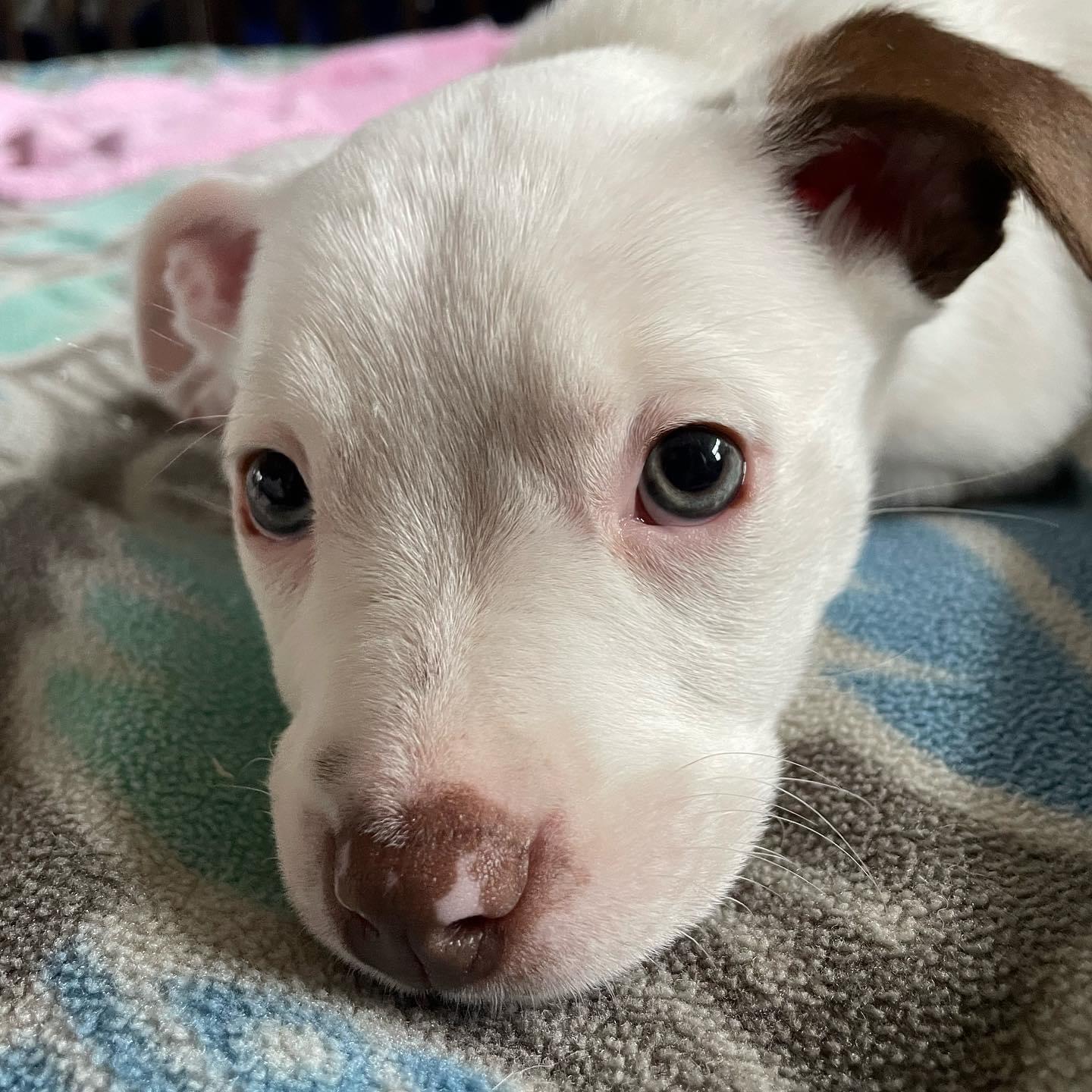 Olivia, Adopted, Adult Female American Bulldog & Border Collie.