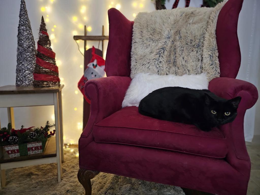 Karen, Adoptable, Adult Female Domestic Short Hair.