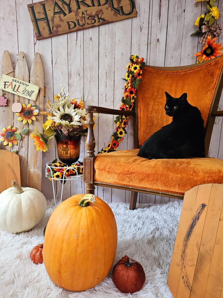 Enlarge Karen, a Adoptable mixed breed in Sprakers, NY image 3/4