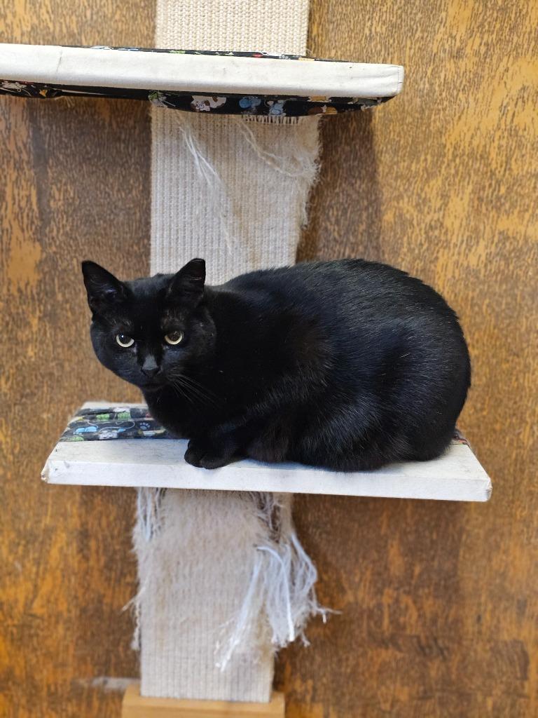 Karen, Adoptable, Adult Female Domestic Short Hair.
