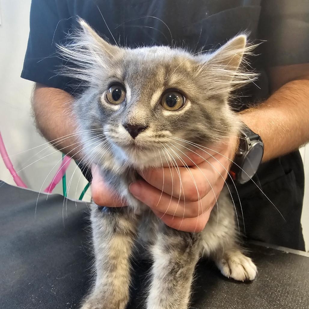 April O'Neil, ADOPTABLE, Kitten Female Domestic Medium Hair.