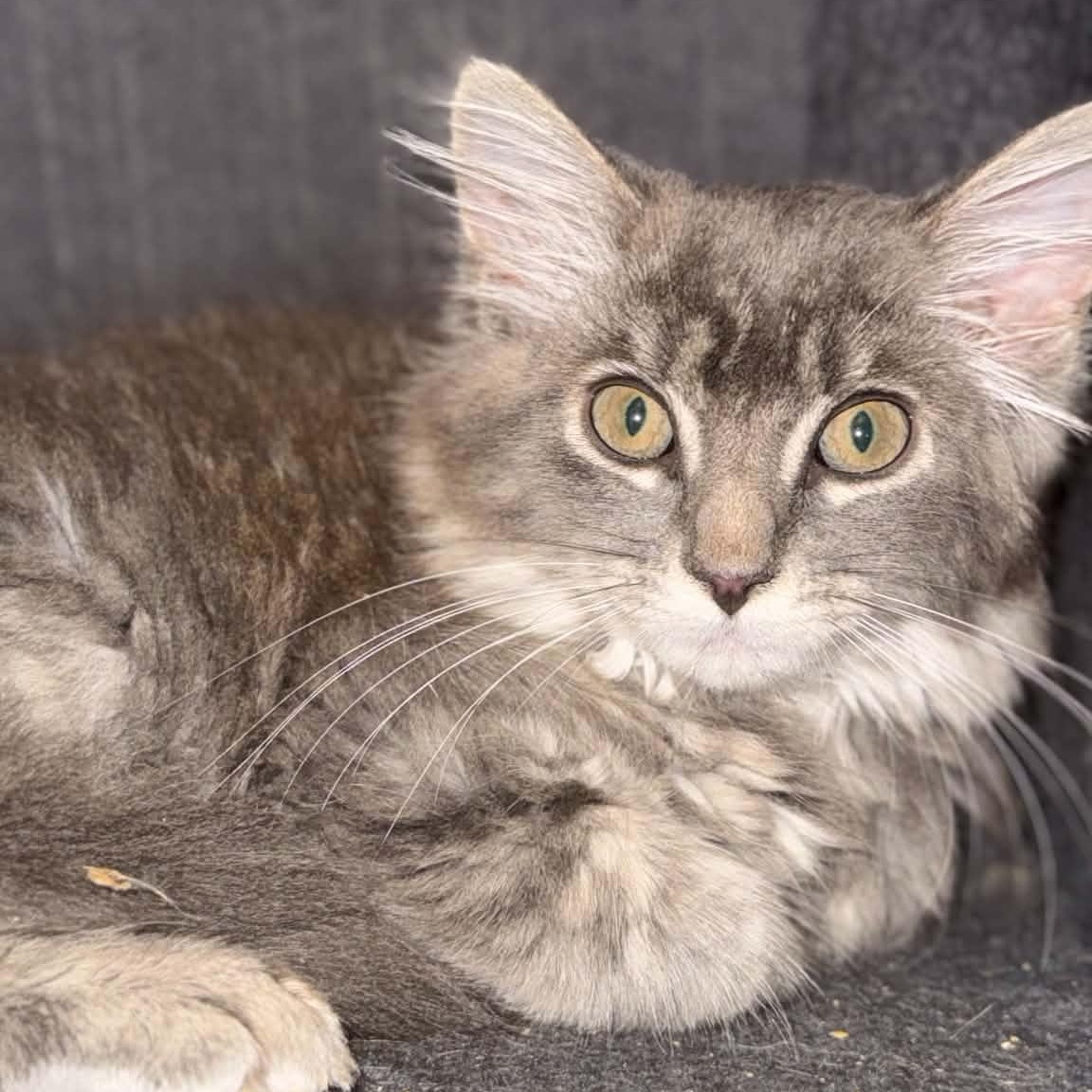 Enlarge April O'Neil, a ADOPTABLE Domestic Medium Hair in Danbury, CT image 2/2