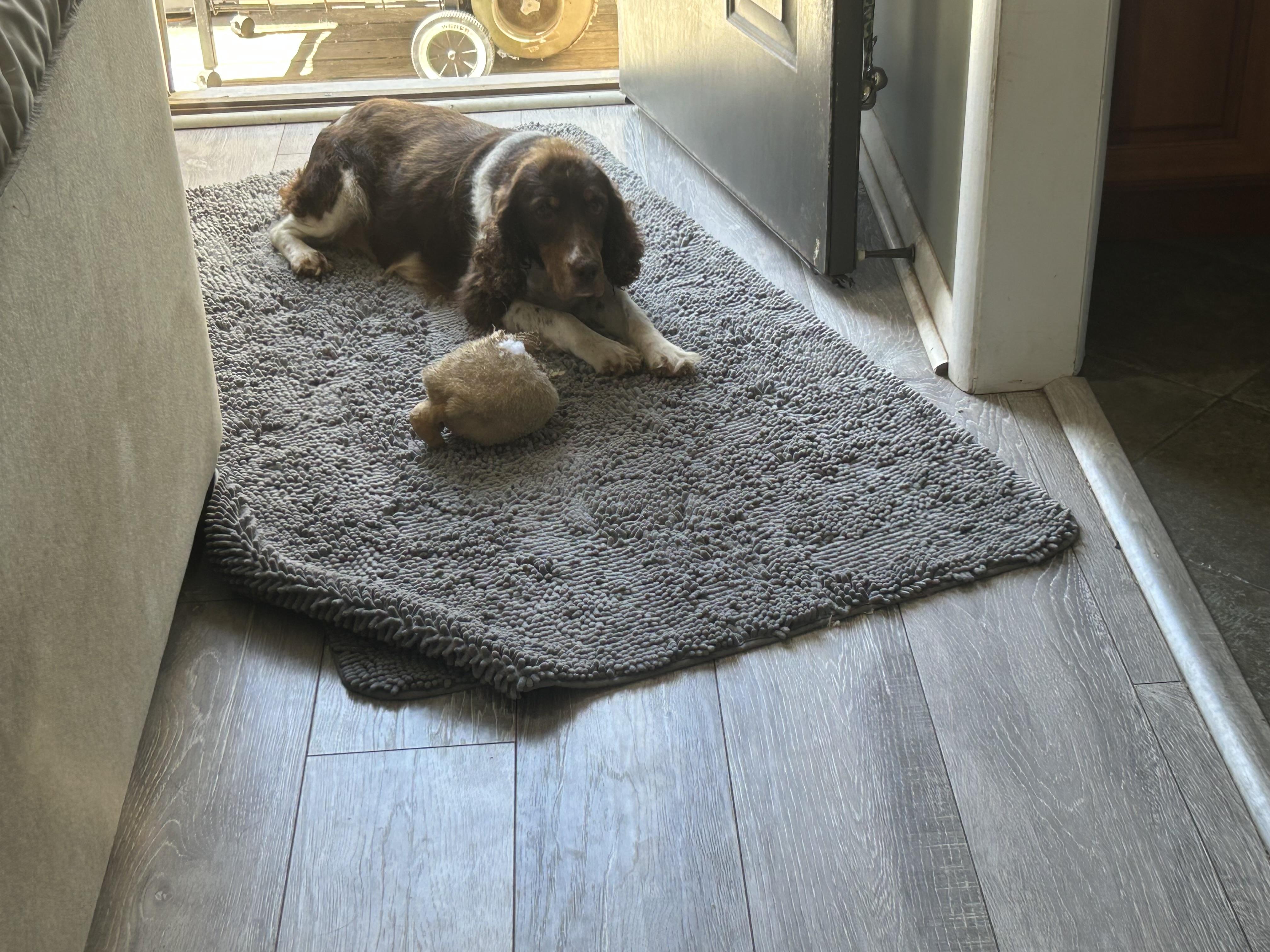 Enlarge Trudy, a Adoptable English Springer Spaniel in Havertown, PA image 1/5