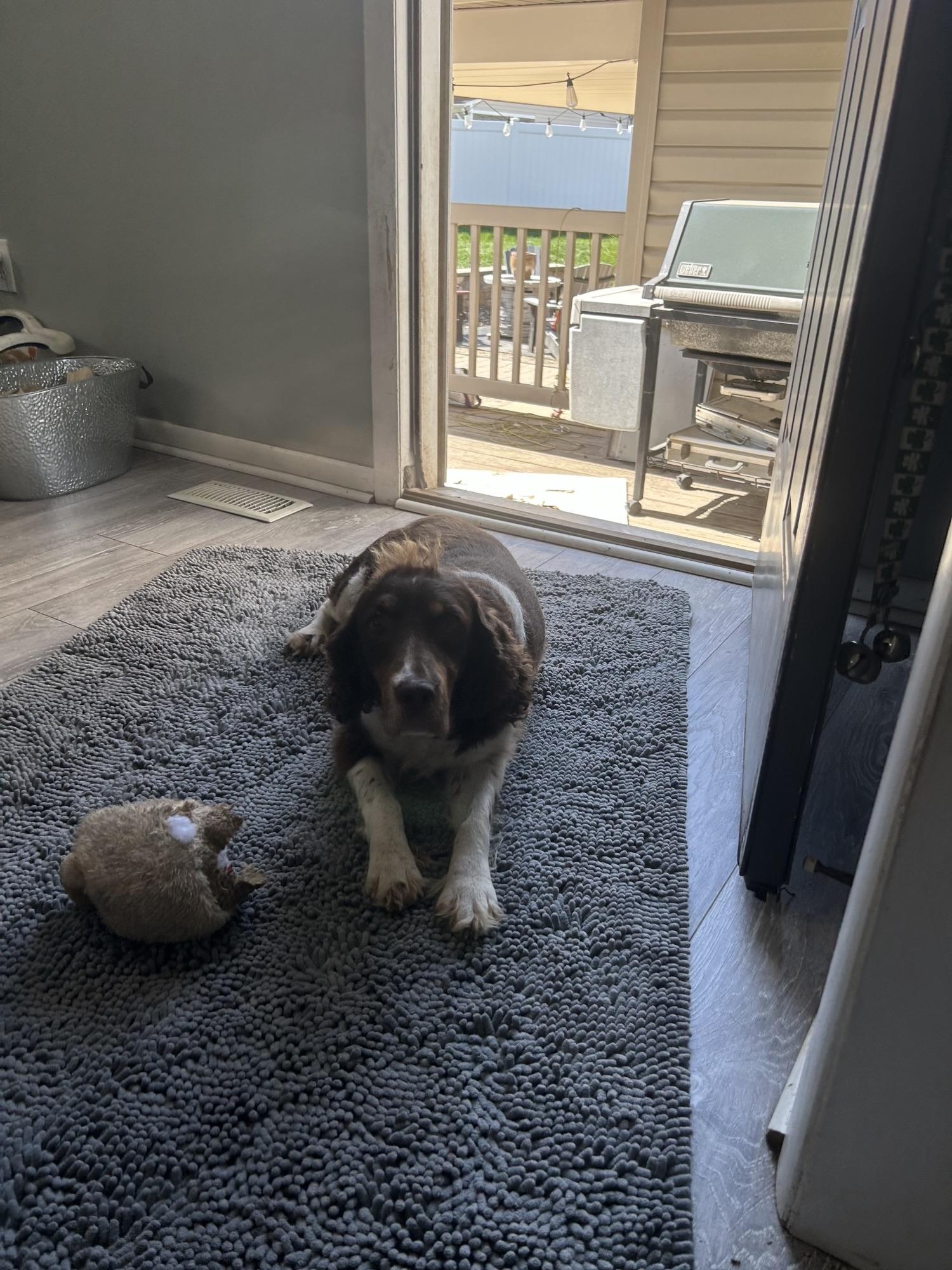 Enlarge Trudy, a Adoptable English Springer Spaniel in Havertown, PA image 2/5