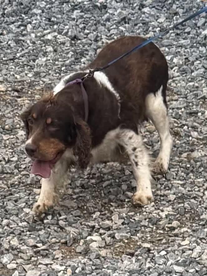 Enlarge Trudy, a Adoptable English Springer Spaniel in Havertown, PA image 3/5