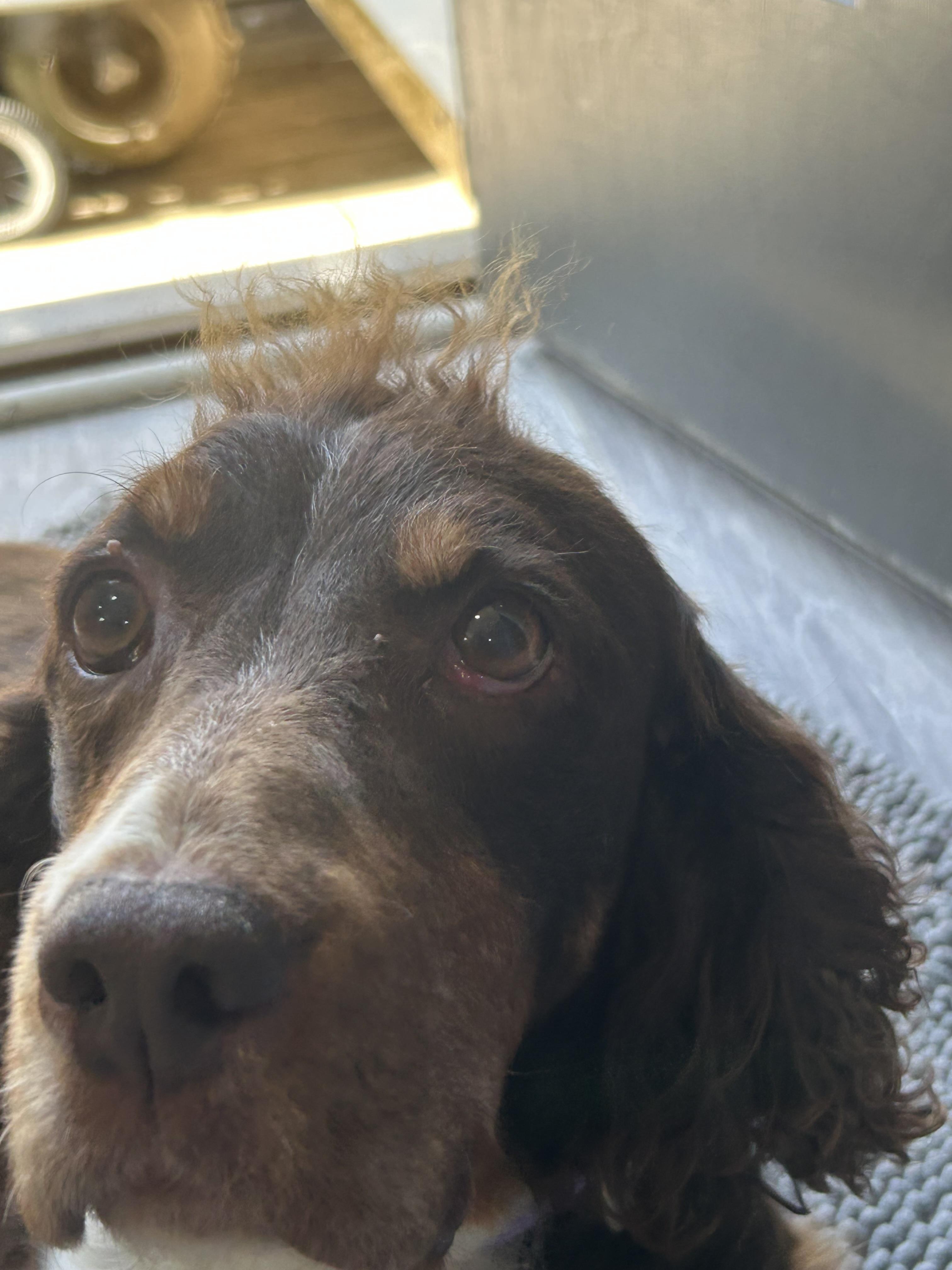 Enlarge Trudy, a Adoptable English Springer Spaniel in Havertown, PA image 4/5