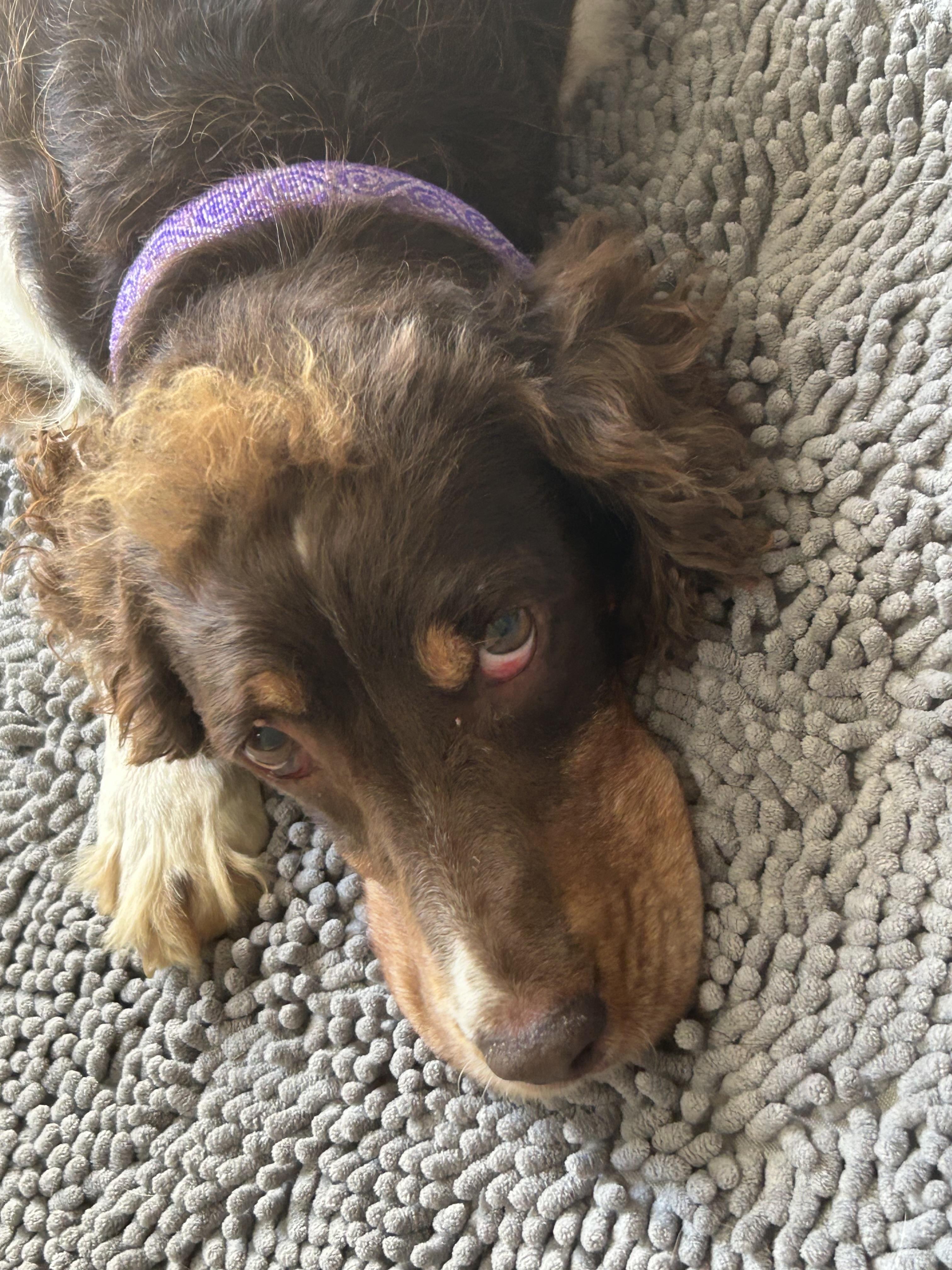 Enlarge Trudy, a Adoptable English Springer Spaniel in Havertown, PA image 5/5