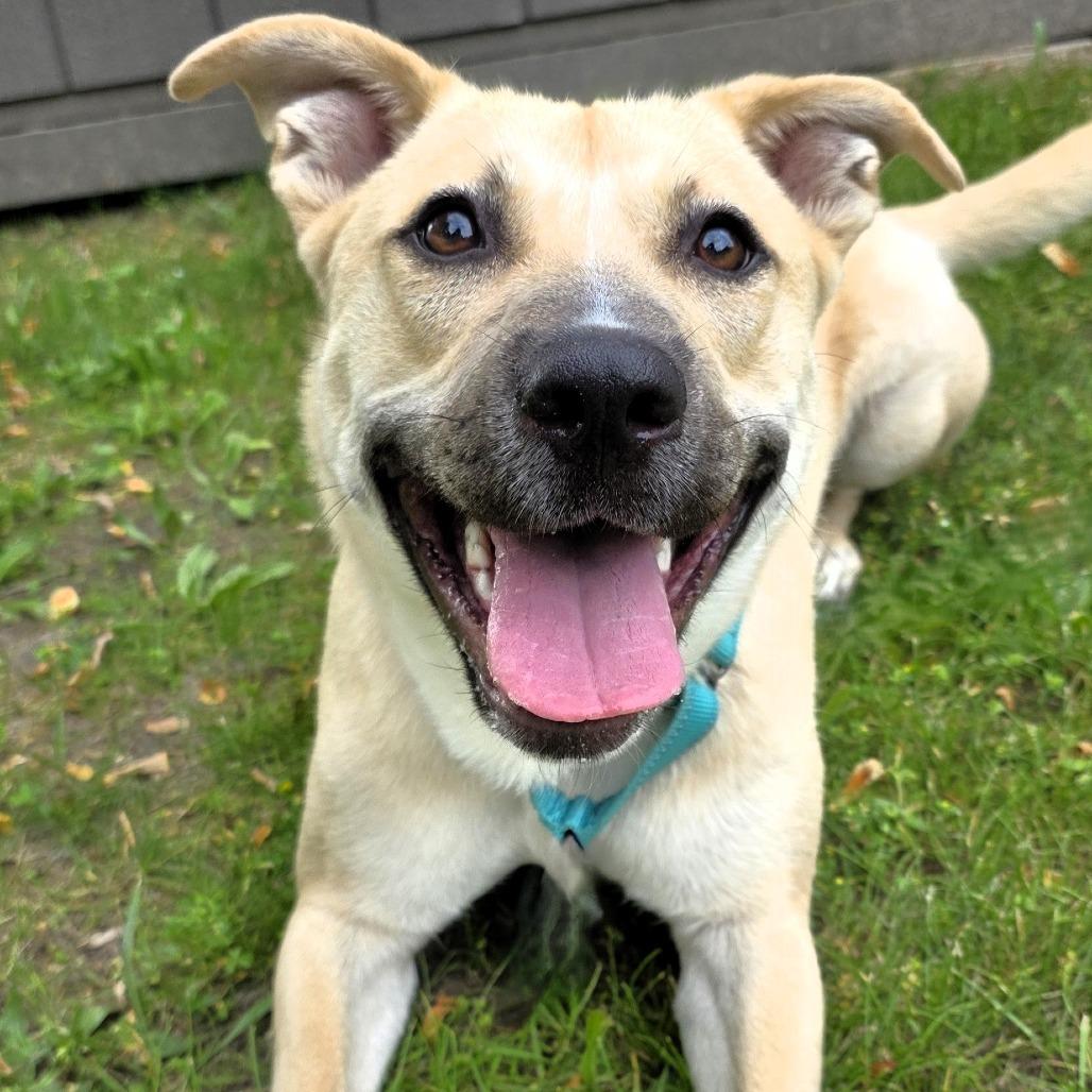 Lucky, Adoptable, Adult Male Shepherd.