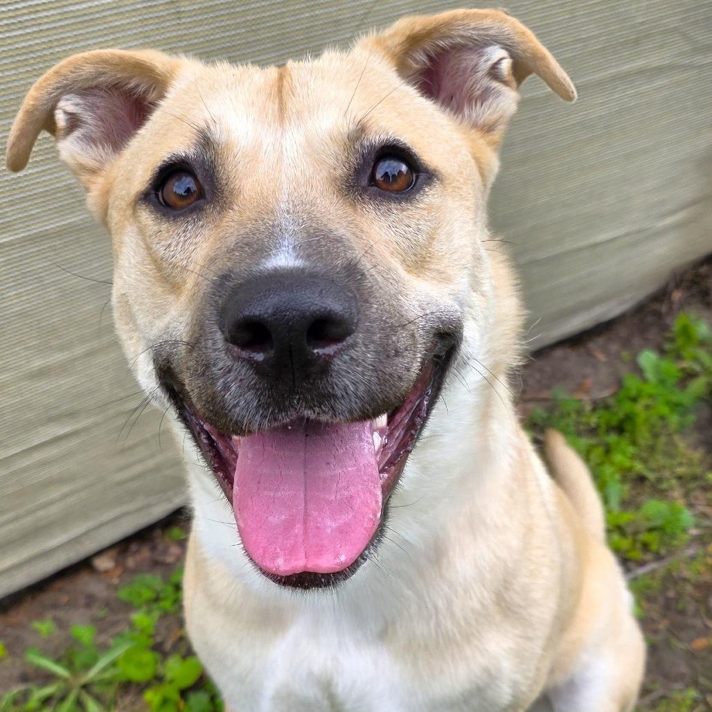 Lucky, a Adoptable Shepherd in Michigan City, IN image 2/6