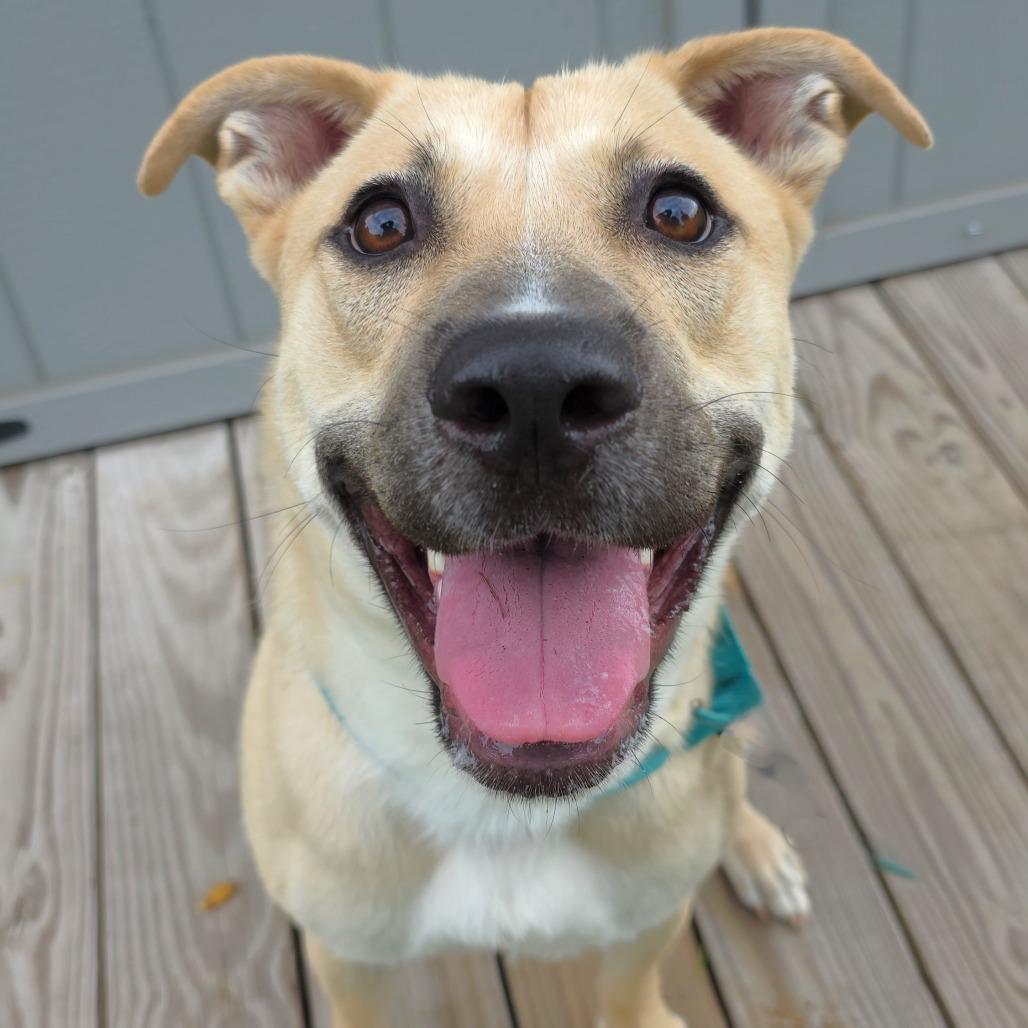 Lucky, a Adoptable Shepherd in Michigan City, IN image 3/6