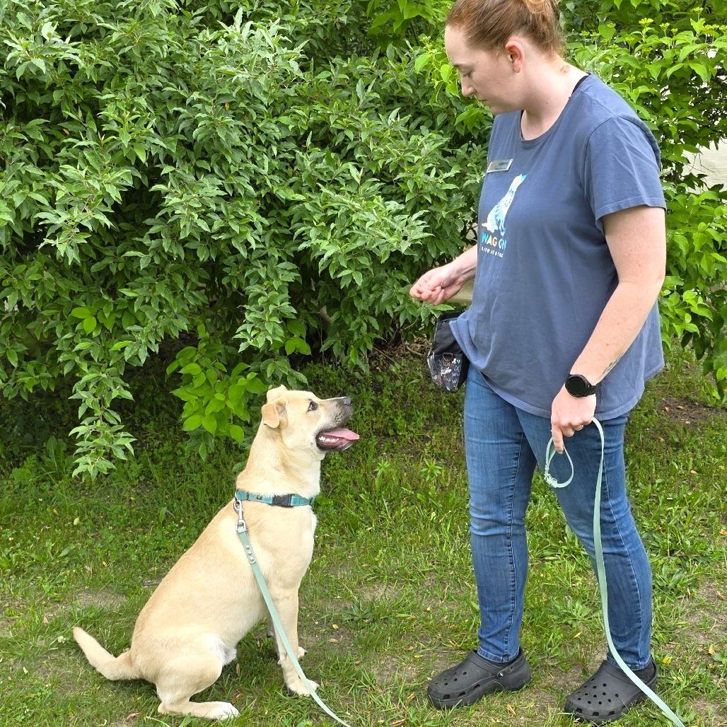 Lucky, a Adoptable Shepherd in Michigan City, IN image 4/6