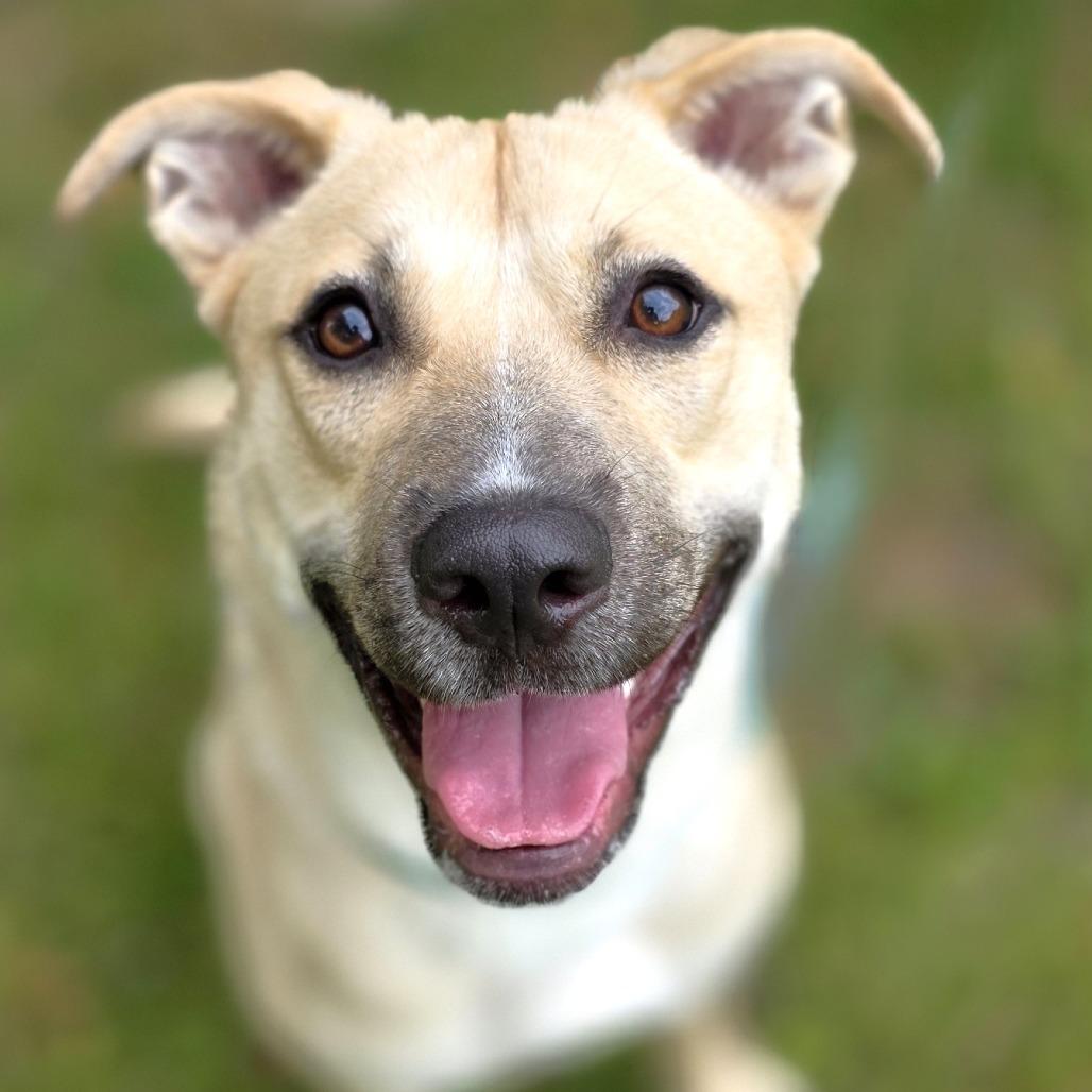 Lucky, a Adoptable Shepherd in Michigan City, IN image 5/6