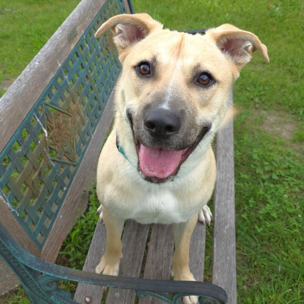 Lucky, a Adoptable Shepherd in Michigan City, IN image 6/6