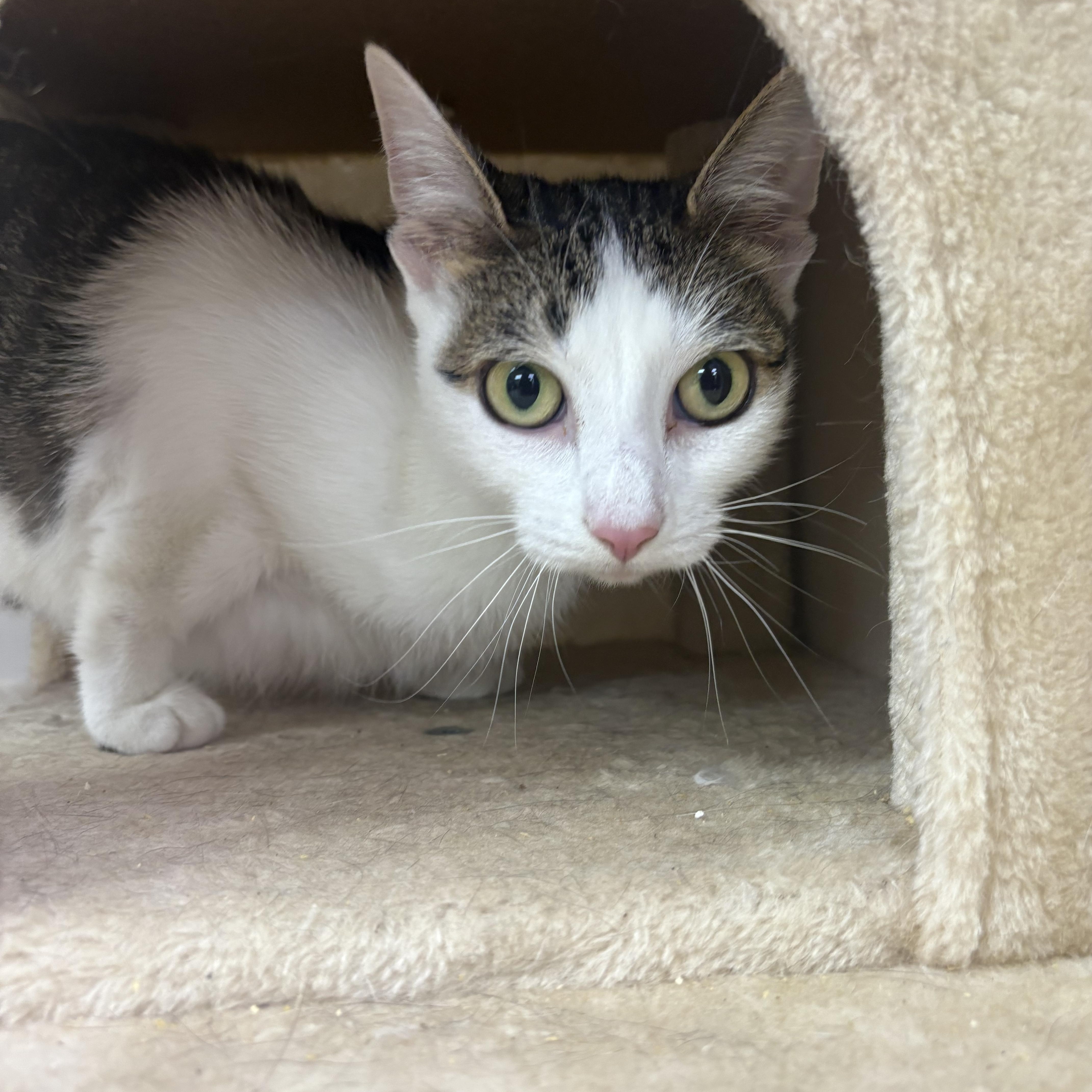 Sully, Adoptable, Adult Female Domestic Short Hair.