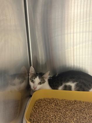 Enlarge Sully, a Adoptable Domestic Short Hair in Blue Springs, MO image 2/2