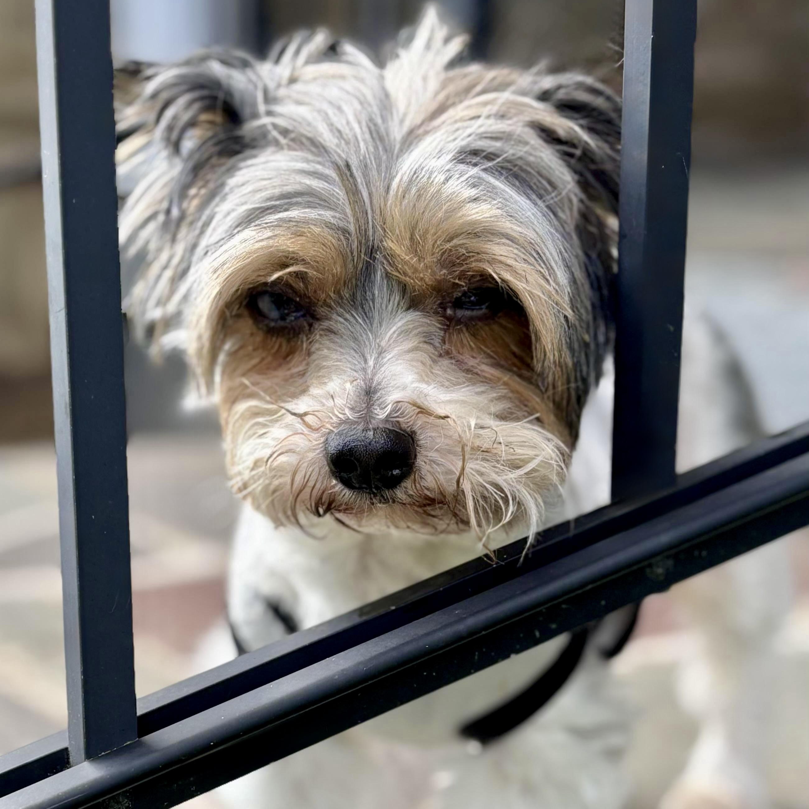 FLYNN: 7 years old, 6.8 pounds, fostered in East Berlin, PA, a Adopted Yorkshire Terrier in Whiting, NJ image 3/5