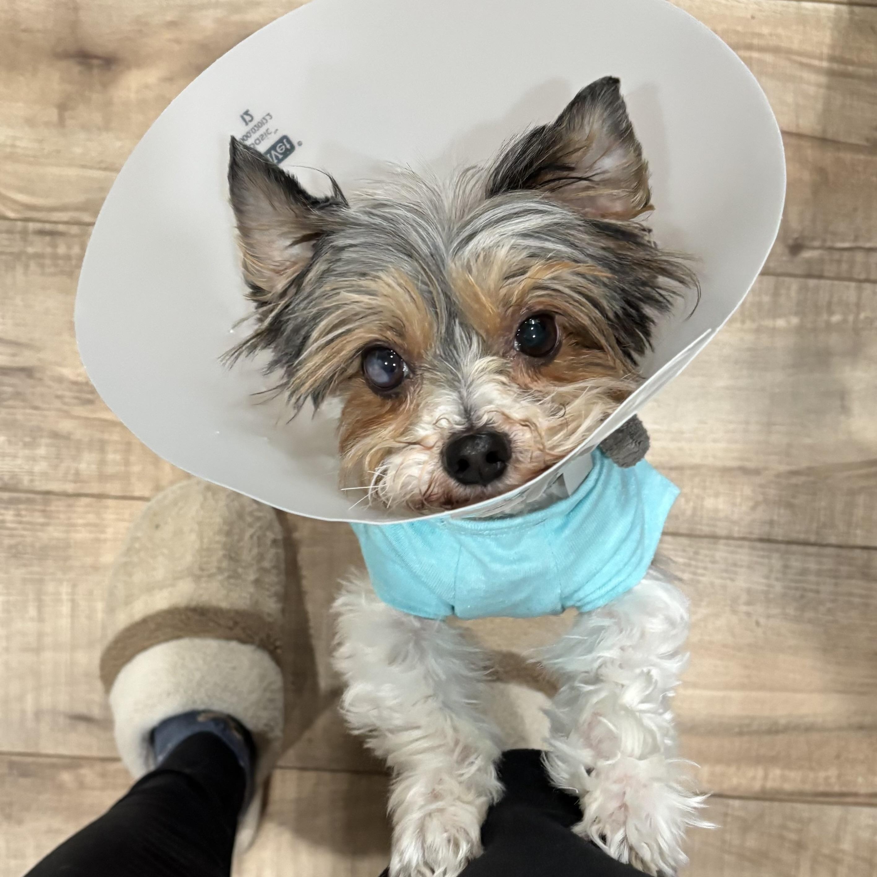 FLYNN: 7 years old, 6.8 pounds, fostered in East Berlin, PA, a Adopted Yorkshire Terrier in Whiting, NJ image 2/5