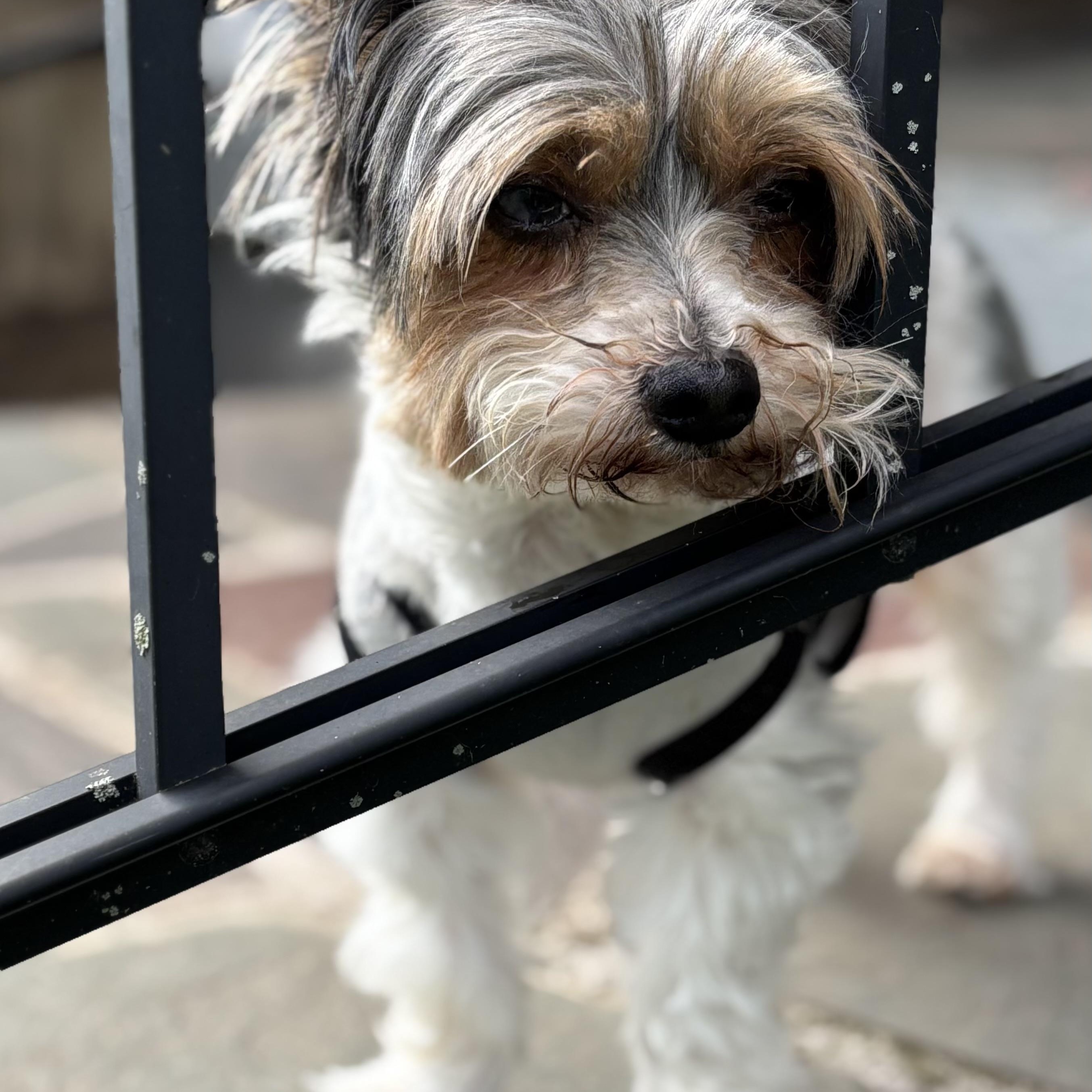 FLYNN: 7 years old, 6.8 pounds, fostered in East Berlin, PA, a Adopted Yorkshire Terrier in Whiting, NJ image 1/5