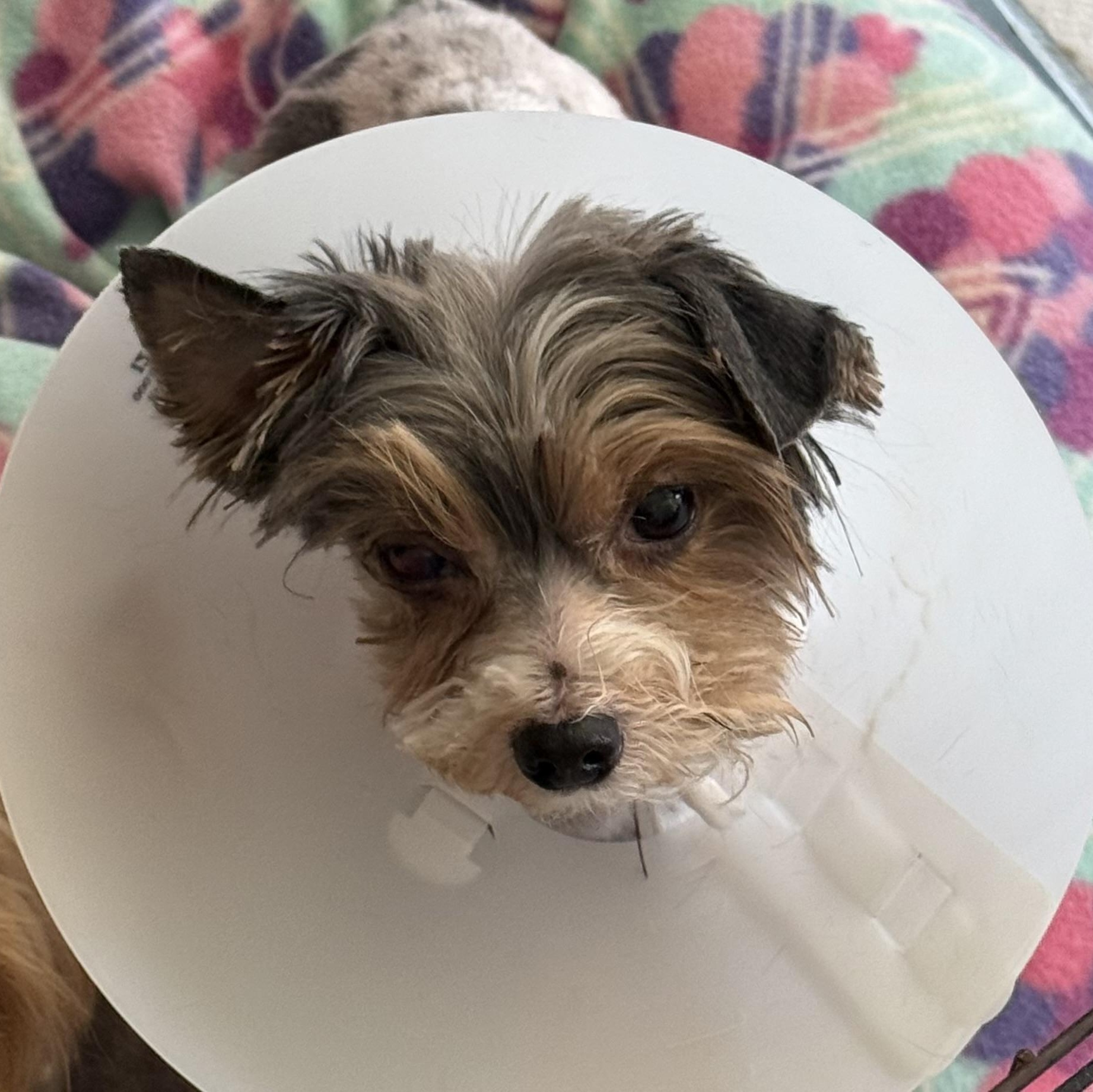 FLYNN: 7 years old, 6.8 pounds, fostered in East Berlin, PA, a Adopted Yorkshire Terrier in Whiting, NJ image 4/5