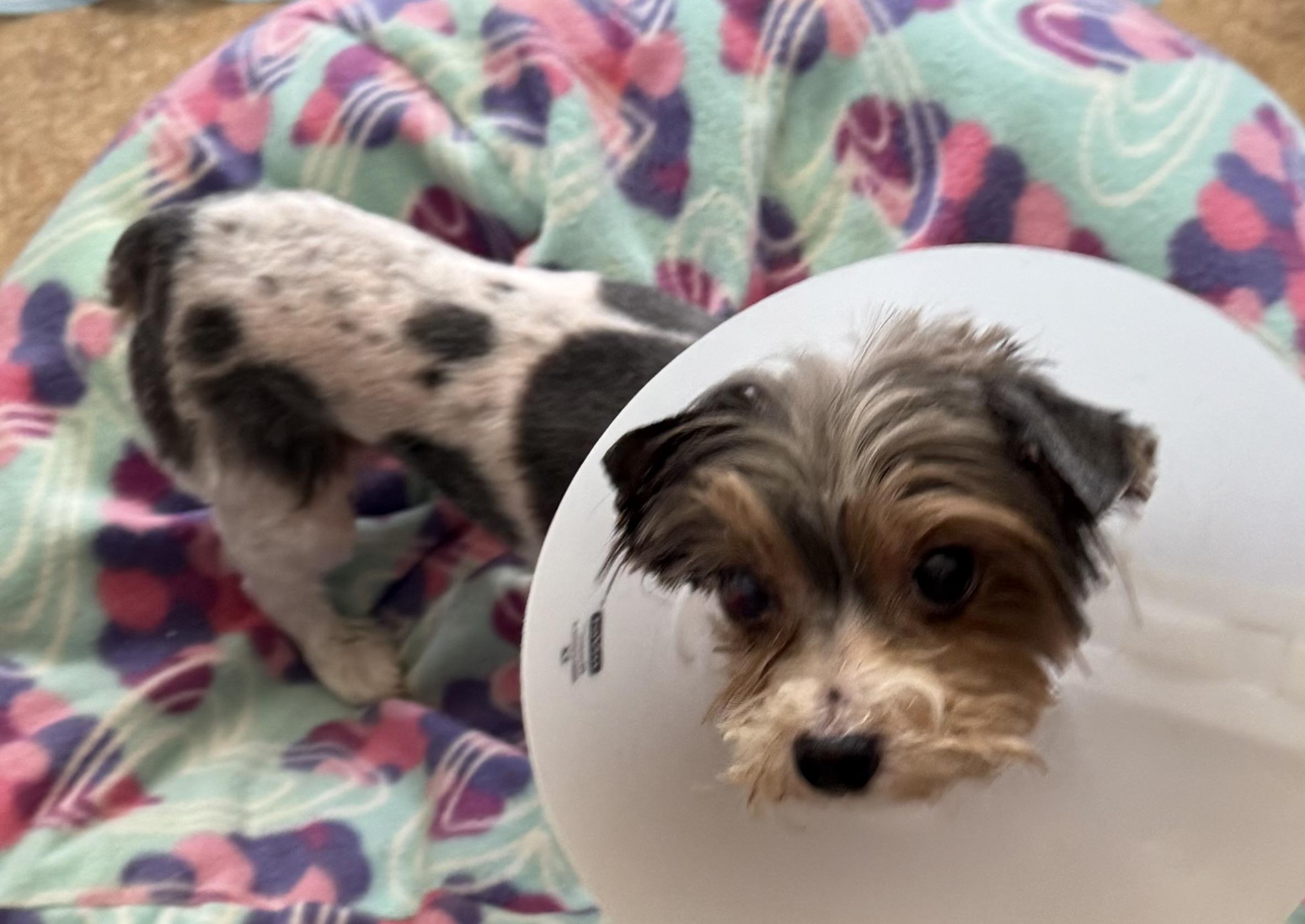 FLYNN: 7 years old, 6.8 pounds, fostered in East Berlin, PA, a Adopted Yorkshire Terrier in Whiting, NJ image 5/5