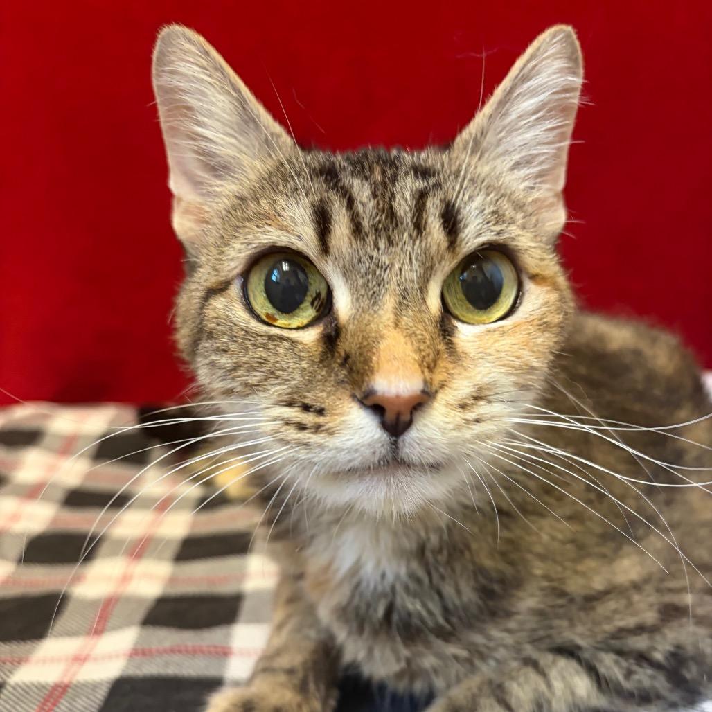 Hillary, Adoptable, Adult Female Domestic Short Hair.