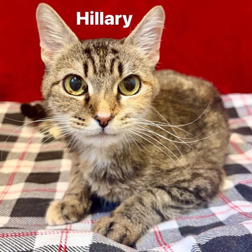 Enlarge Hillary, a Adoptable Domestic Short Hair in Pekin, IL image 2/6