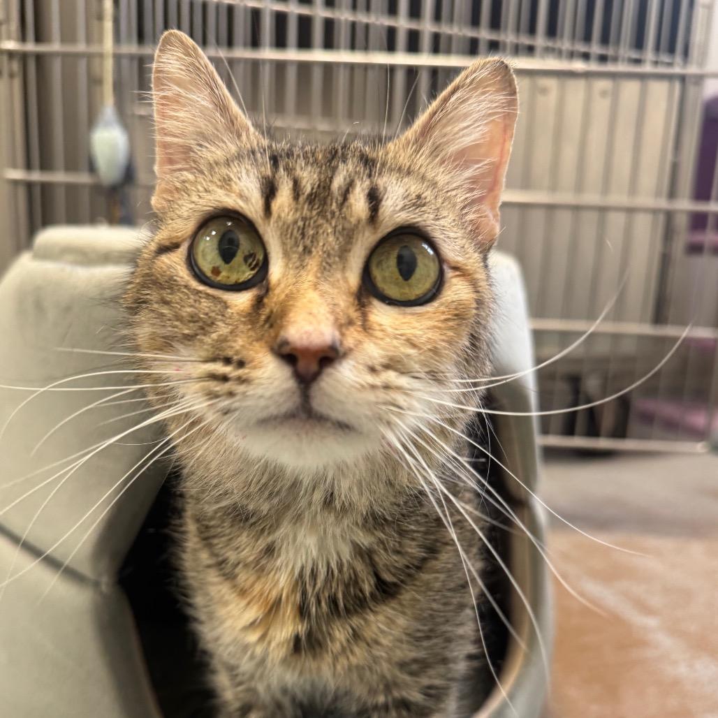 Enlarge Hillary, a Adoptable Domestic Short Hair in Pekin, IL image 1/3