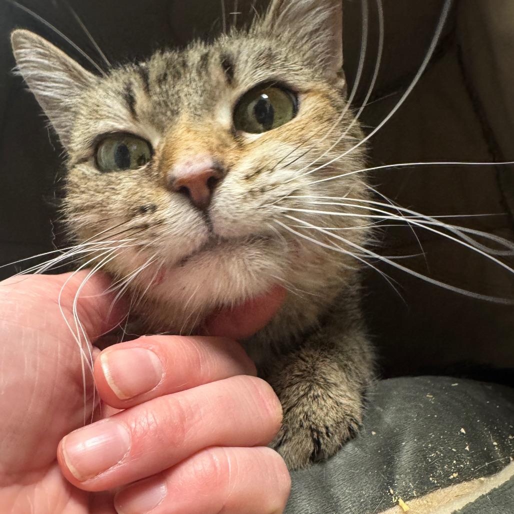 Enlarge Hillary, a Adoptable Domestic Short Hair in Pekin, IL image 2/3