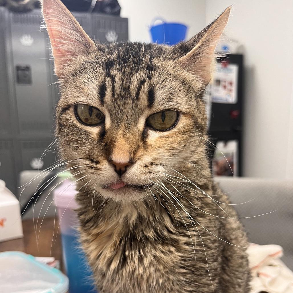 Enlarge Hillary, a Adoptable Domestic Short Hair in Pekin, IL image 4/6