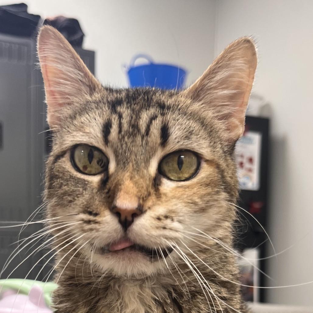 Enlarge Hillary, a Adoptable Domestic Short Hair in Pekin, IL image 5/6