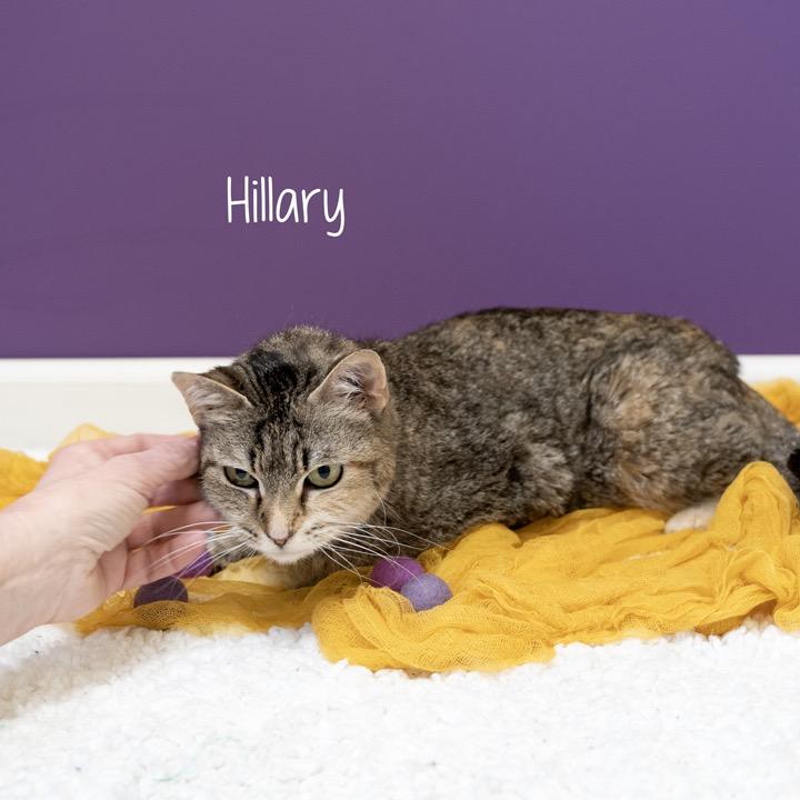 Enlarge Hillary, a Adoptable Domestic Short Hair in Pekin, IL image 3/3