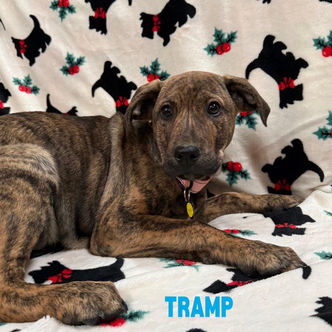 Tramp, Adoptable, Puppy Male Collie & Australian Cattle Dog / Blue Heeler.