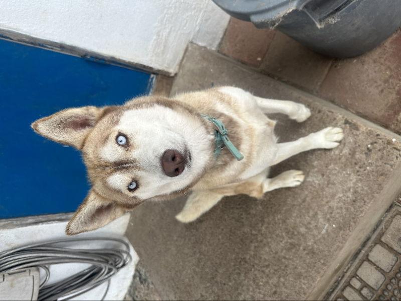 Luna, Adoptable, Young Female Husky.