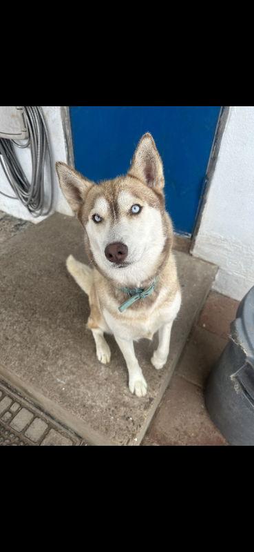 Enlarge Luna, a Adoptable Husky in San Diego, CA image 2/3