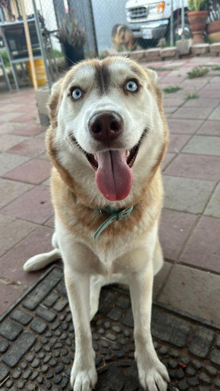 Luna, Adoptable, Young Female Husky.