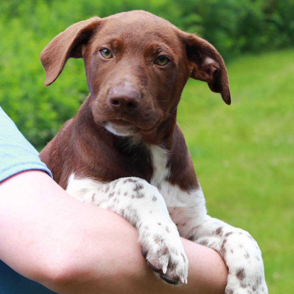 Enlarge CT Vuitton, a Adoptable mixed breed in Eastford, CT image 3/3