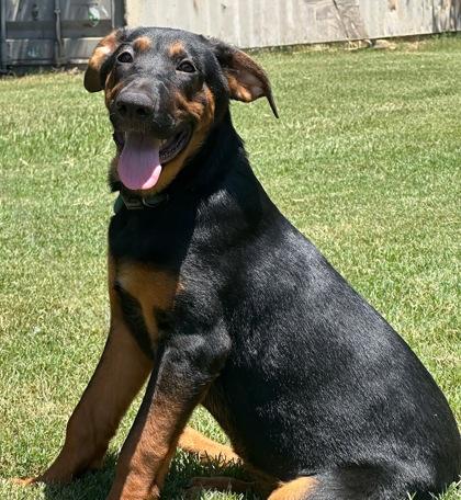 Enlarge Raven, a Adoptable mixed breed in Moultrie, GA image 1/1