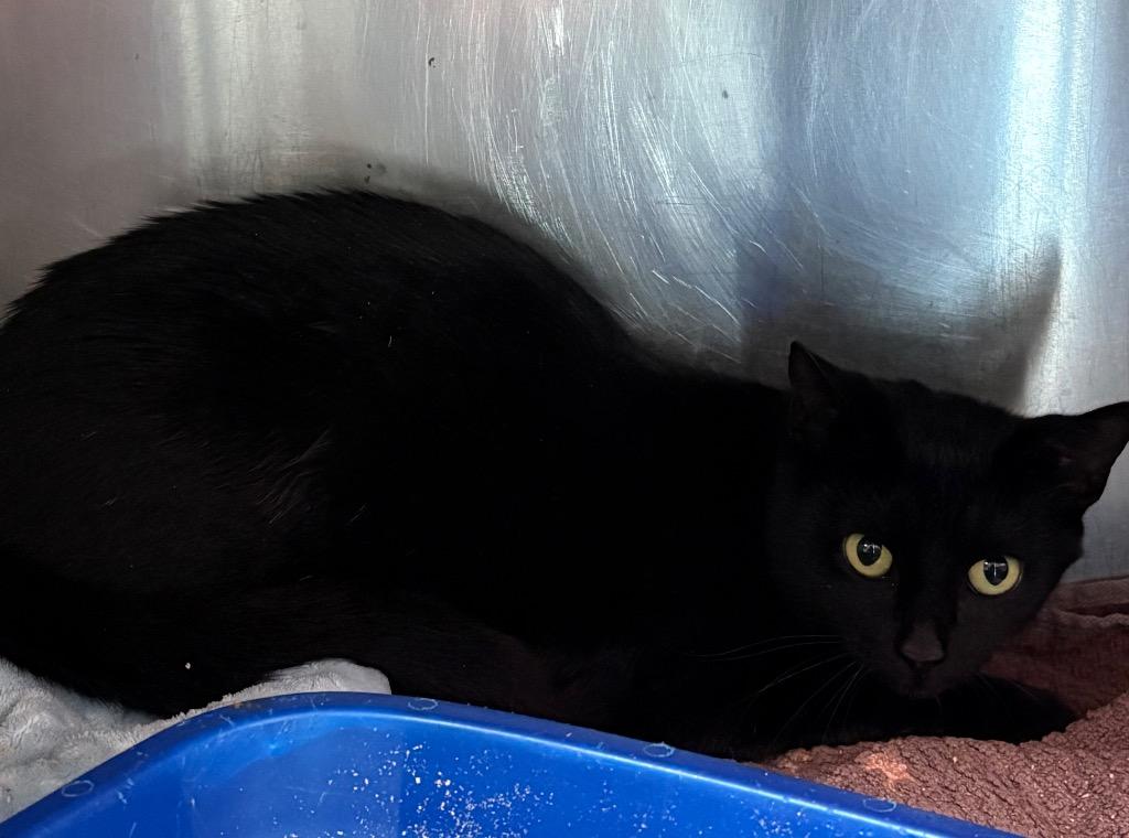 Enlarge Lotus, a Adoptable mixed breed in Ellijay, GA image 1/1