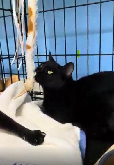Lotus, Adoptable, Young Female Domestic Short Hair.