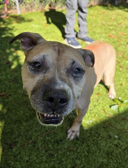 Turkey, Adoptable, Adult Male Mixed Breed & Mixed Breed.