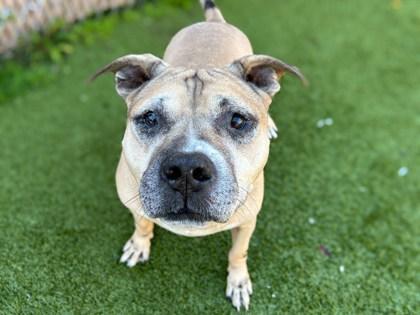 Turkey, Adoptable, Adult Male American Bulldog & Mixed Breed.