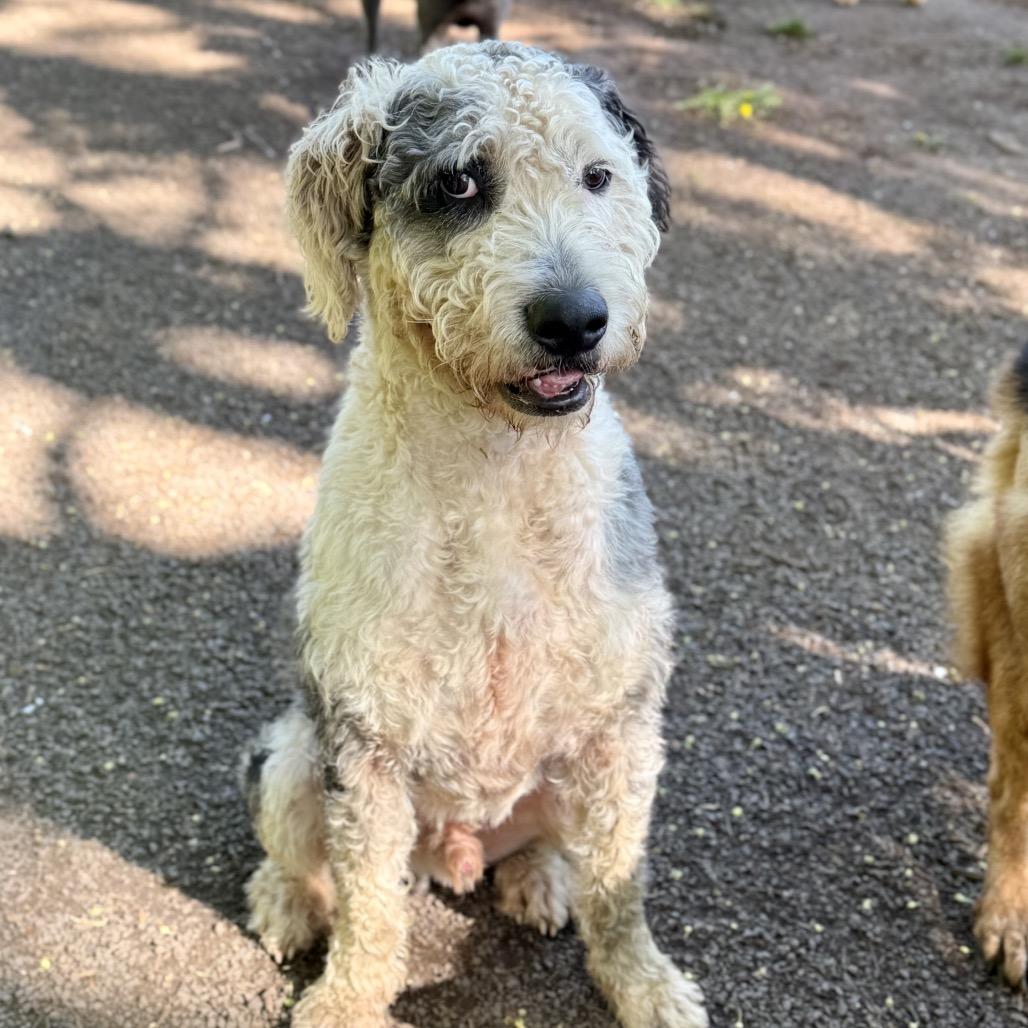 Enlarge Hammy, a Adoptable mixed breed in Salem, OR image 1/6